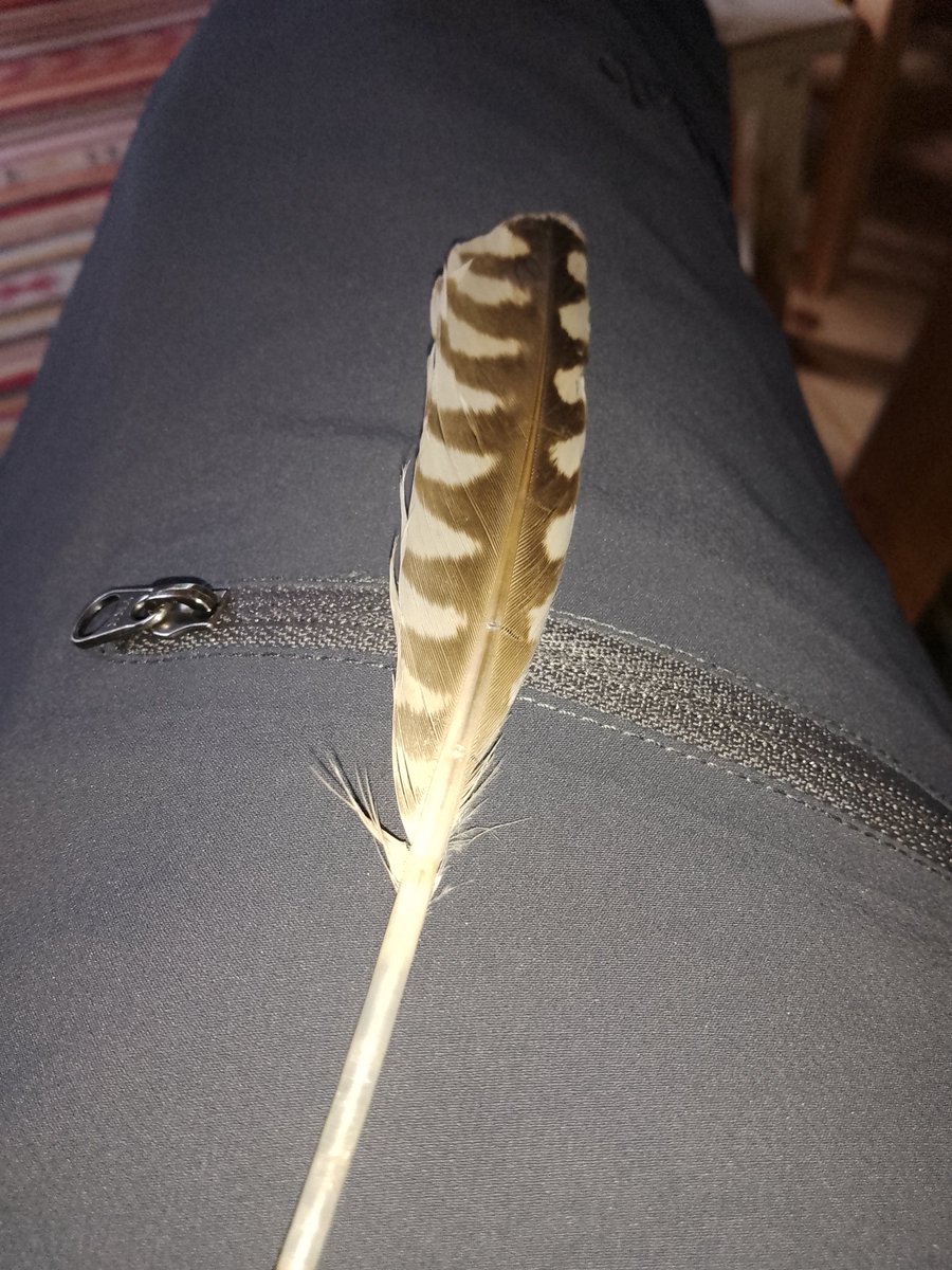 Anyone know what bird this feather is from? Found on Titchwell beach, Norfolk.