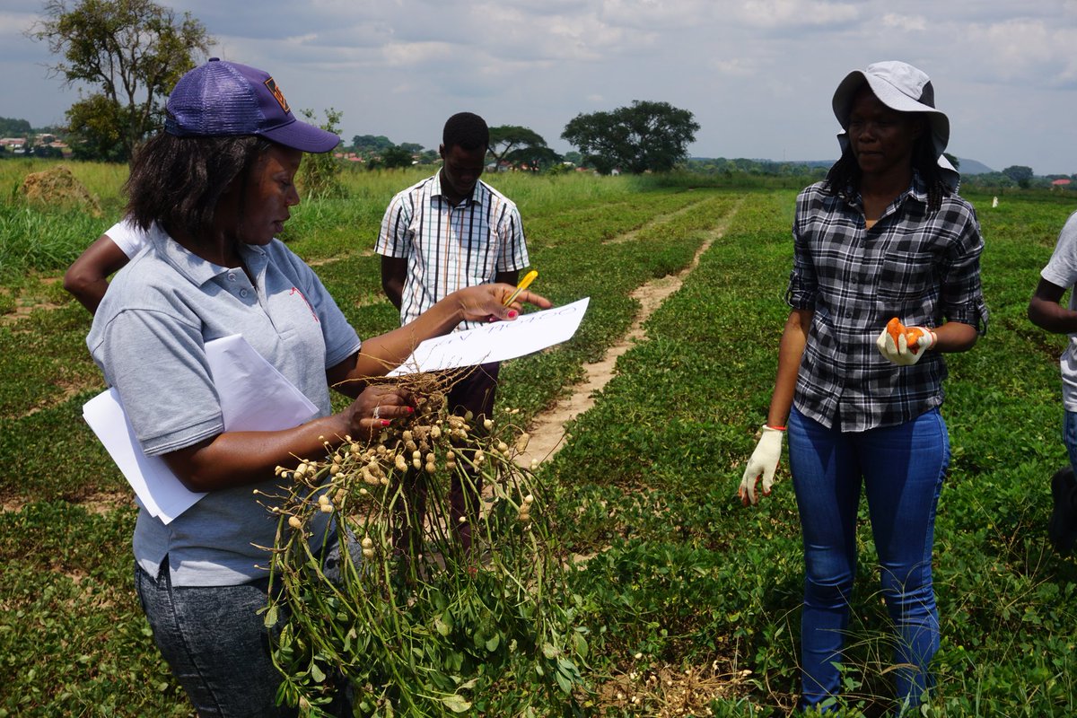gnuts_NaSARRI's tweet photo. Last field inspection of on-station and on-farm trials for the our three candidate genotypes (SGV 0805, SGV 10010ER and SGV 990400) by Inspectors from @MAAIF_Uganda. 
@AvisaProject @narouganda @FtFPeanutLab @CIMMYT @GREATAgResearch @IBPlatform @naroholdings @NARO_NaCRRI https://t.co/ycKfp8gUzs