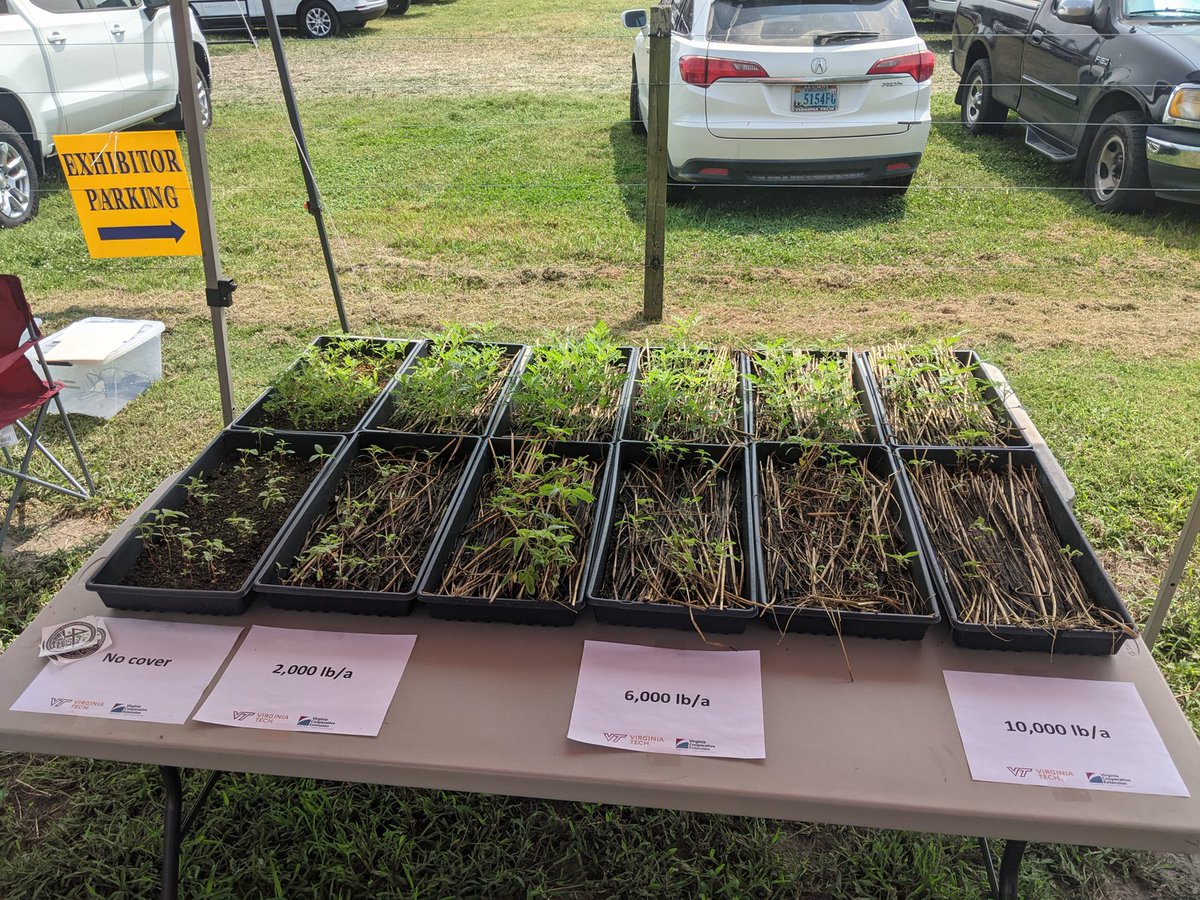 My #CoverCrop display for the #VAAgExpo. Cereal rye suppressing Palmer amaranth and common ragweed at high biomass levels