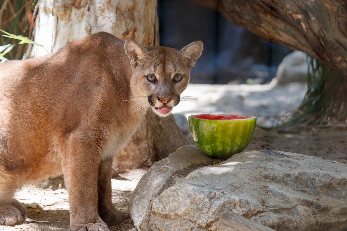livingdesert's tweet photo. The only thing sweeter than watermelon? Rose and Sage ❤

#CUBdate #NationalWatermelonDay https://t.co/KLDCEFAtM1