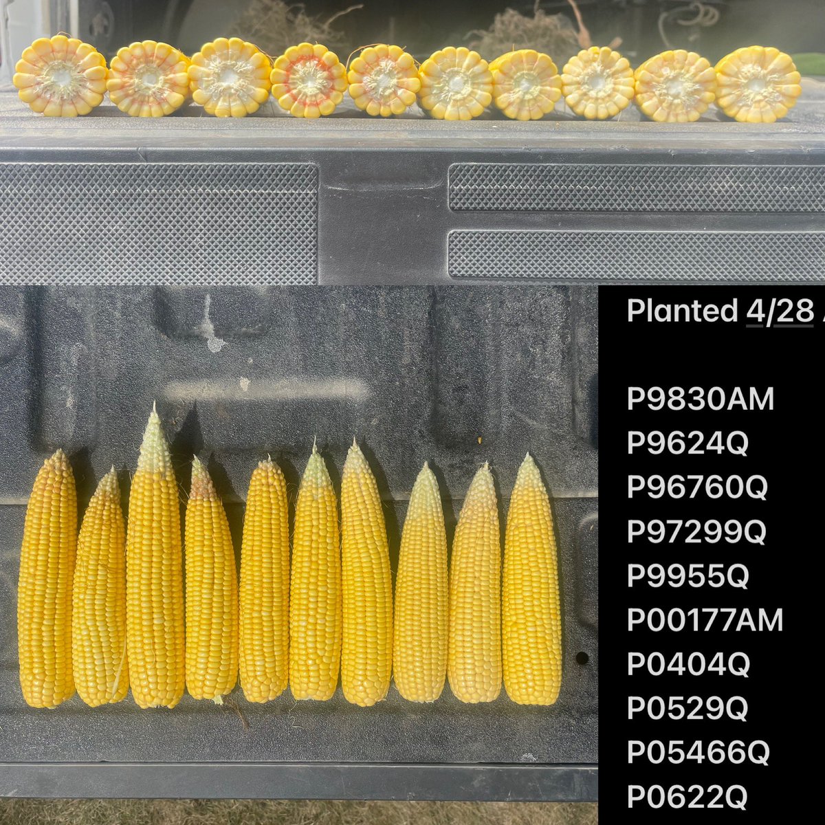It’s so fun to see hybrids we have been excited about showing us what they’re bringing to the lineup. I’m particularly loving the ear characteristic diversity 😍