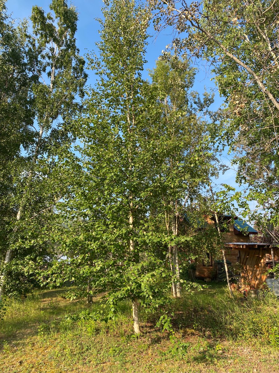 Yukon Conservation Society tweet media