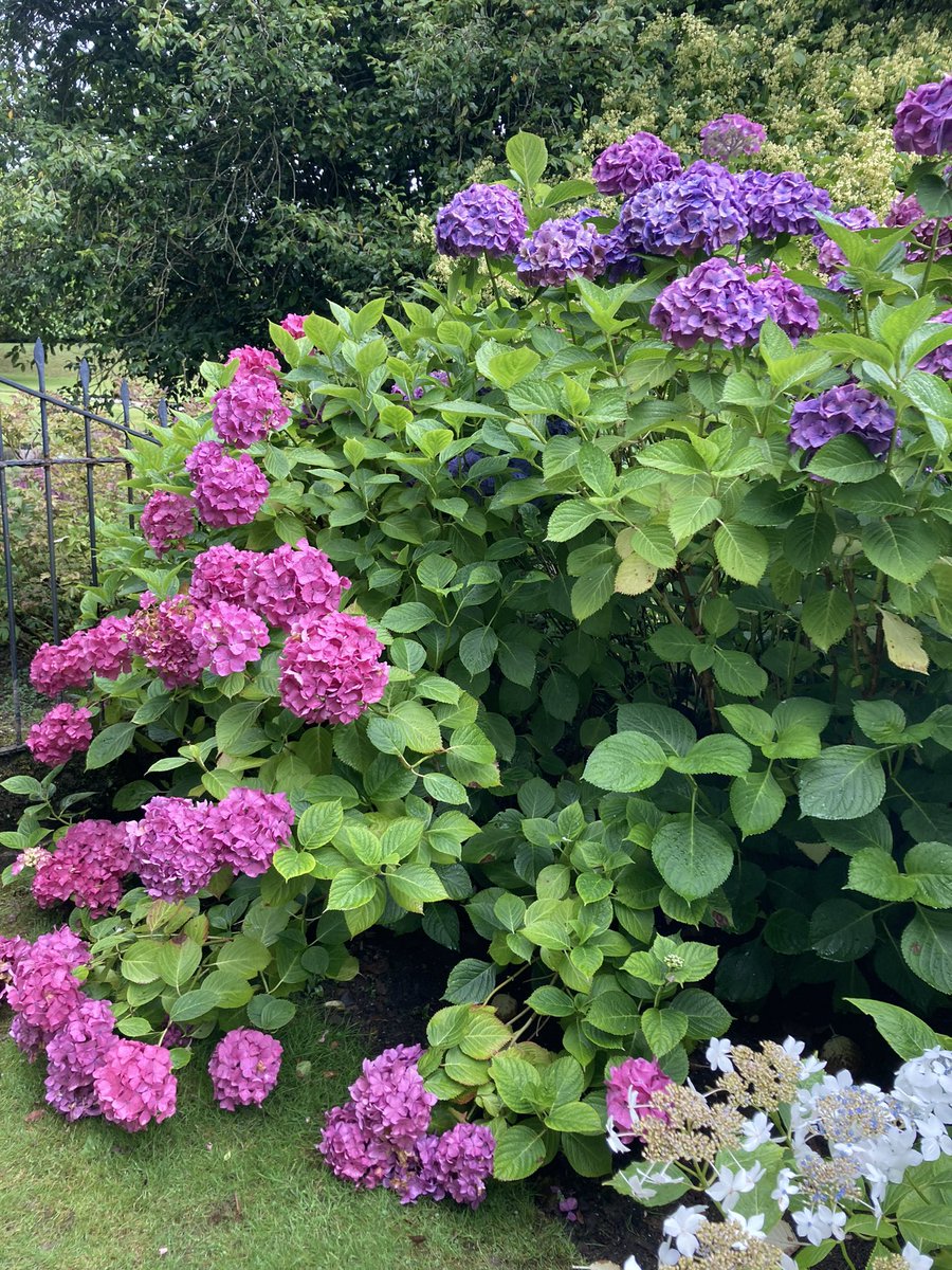 BlaiseCottage's tweet photo. The beautiful gardens of Lanydrock House 17C gatehouse just 25 minutes from @blaisecottage #nationaltrust #explore #nature #beauty #bodmin #greatkitchen #cornwall #selfcateringaccommodation #summerholidays #airbnb #airbnbsuperhost #victorianartsandcrafts  #magnolia #camillias https://t.co/7Be9agWelY