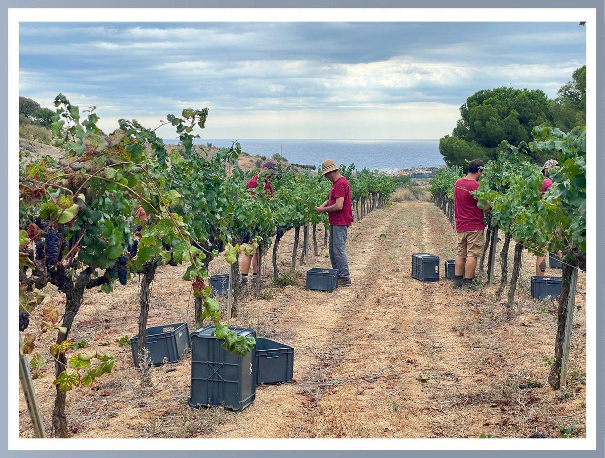 VEREMA INICIADA🍇, el moment més especial i important pel celler, quan recollim els fruits després d’un any de treball i passió dedicats a la vinya. Punts clau de la verema del 2023: acortar.link/wzLhov