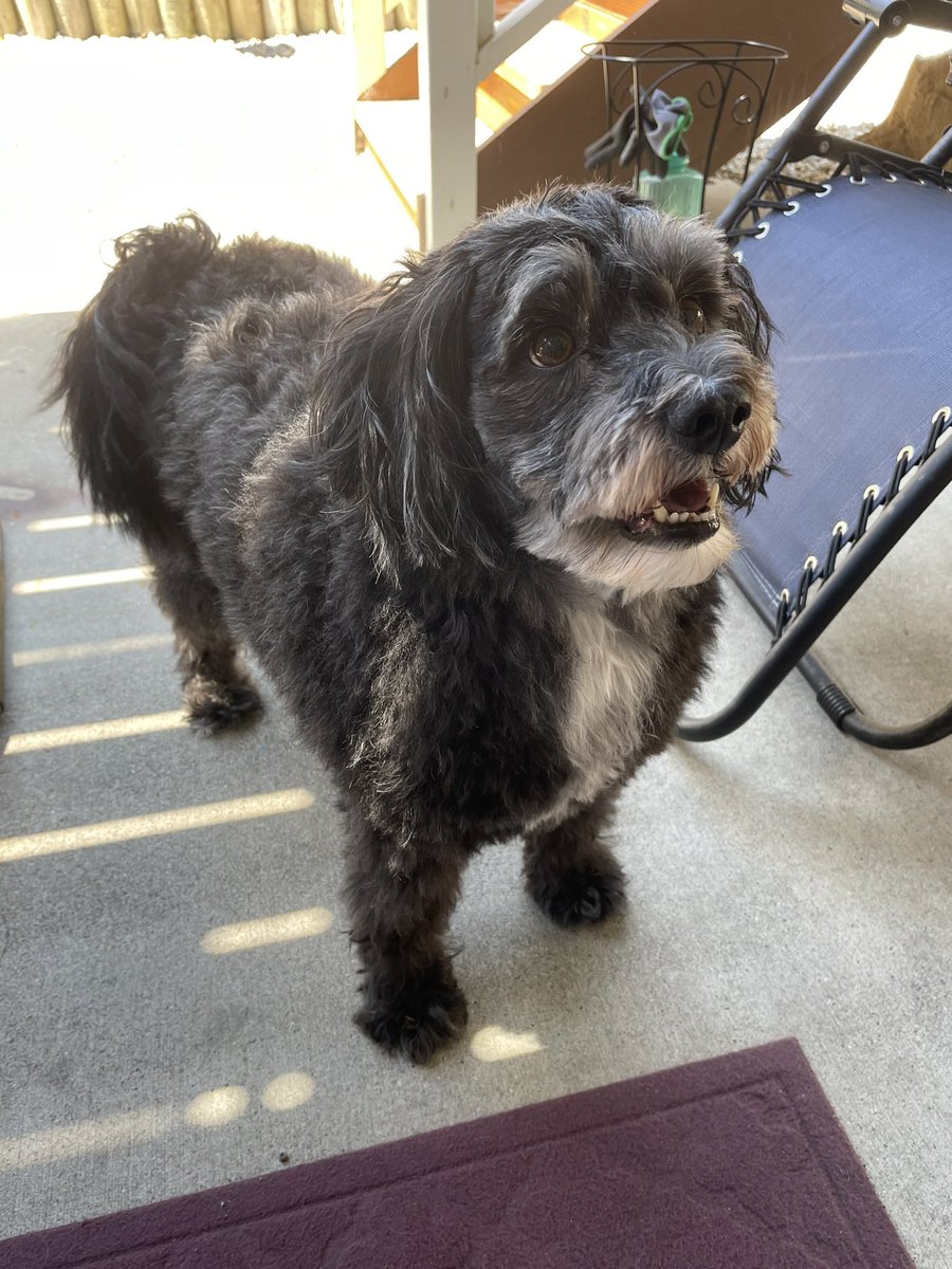 miniestation's tweet photo. hi people—

i’ve neglected this account forever, so i’m just going to delete in a few weeks!

go to https://t.co/2ERTOQgnJv for my links to other socials. i just post my art, so it’s a lot more curated than my twitter lol

here’s my dog after his bath yesterday💕 https://t.co/f0SZPPqRAW