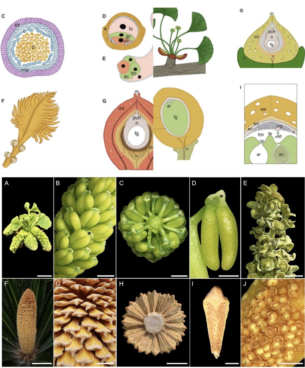 BotanyLabUnipd's tweet photo. ALERT NEW PAPER https://t.co/rnrxr45kxl 🚨🌱A review on Ginkgo and Cycas reproduction is out! This paper is on the similarities and differences between the reproductive mechanisms of Ginkgo and Cycas, from the development of the male and female organs to fertilization 1/n https://t.co/KrynfwZrgB