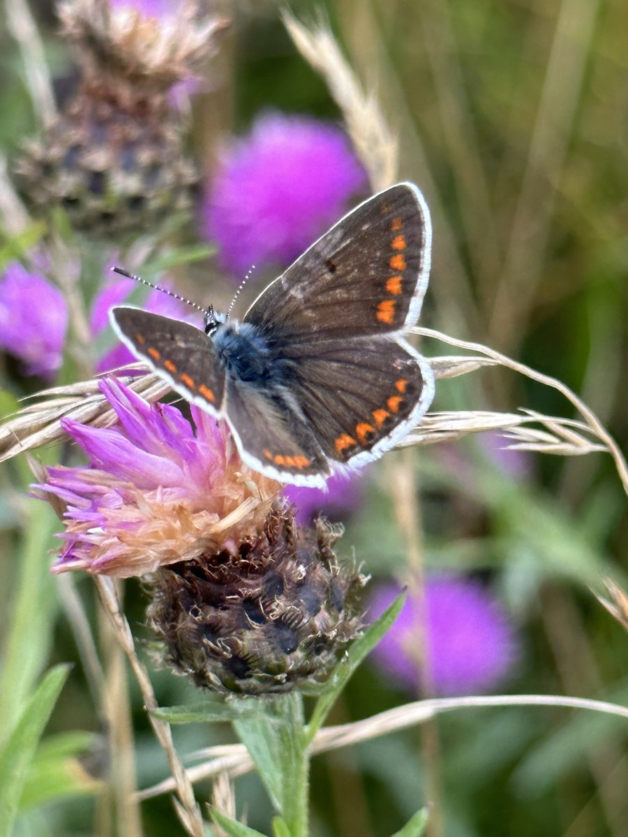 BigCButterflies's tweet photo. We did a #BigButterflyCount with some volunteers today at Beckenham Place Park when the sun popped out ☀️

I was so happy to see two of my favs! The Brown Argus (not featured in the Count but recorded via iRecord Butterflies app) and the Small Copper @savebutterflies 😍🦋 https://t.co/4QjcSU7vom