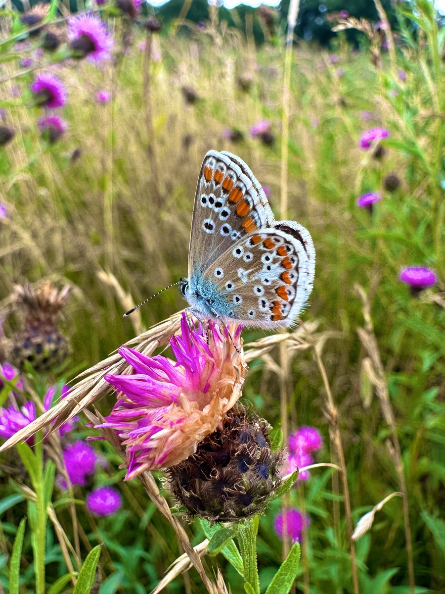 BigCButterflies's tweet photo. We did a #BigButterflyCount with some volunteers today at Beckenham Place Park when the sun popped out ☀️

I was so happy to see two of my favs! The Brown Argus (not featured in the Count but recorded via iRecord Butterflies app) and the Small Copper @savebutterflies 😍🦋 https://t.co/4QjcSU7vom