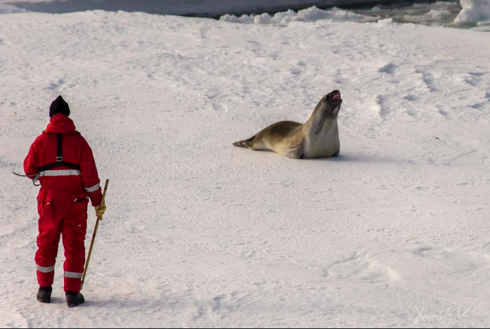 "Ross seals are the least studied seal species and we at <a href="/UPTuks/">University of Pretoria</a> have the largest and growing database on this species," says <a href="/Miasjien/">Mia Wege, PhD</a>. "Most Antarctic scientists &amp; people who have travelled to Antarctica multiple times in their life, have never even seen one!" <a href="/ZooEntUP/">ZooEntUP</a>  3/3