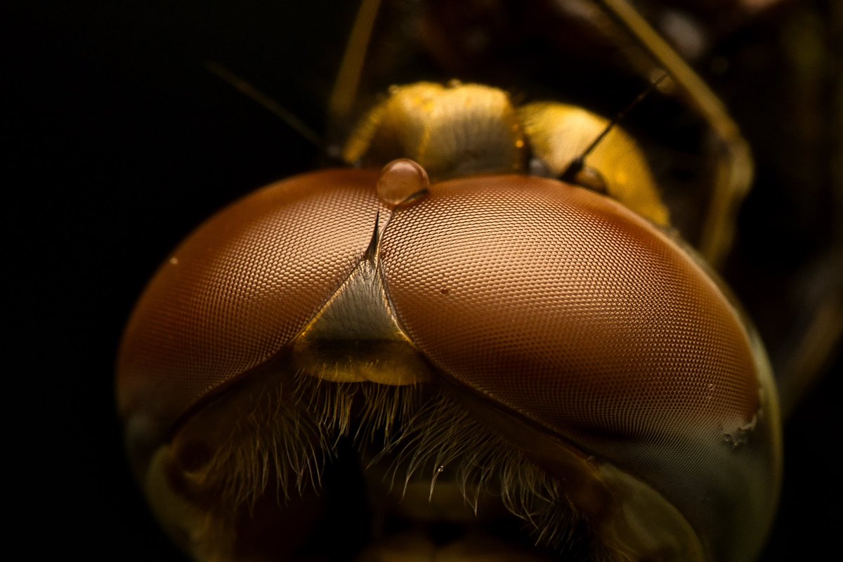1frameman's tweet photo. Close up of a dragonfly with a droplet between its eyes
Clicked on canon 90D +canon 100mm macro
#dragonfly #Nature #wildlife #macrophotography #capturedoncanon #photographylovers @zis_photography @zis_photography @NatGeoPhotos https://t.co/W7Ro4aaZ4r