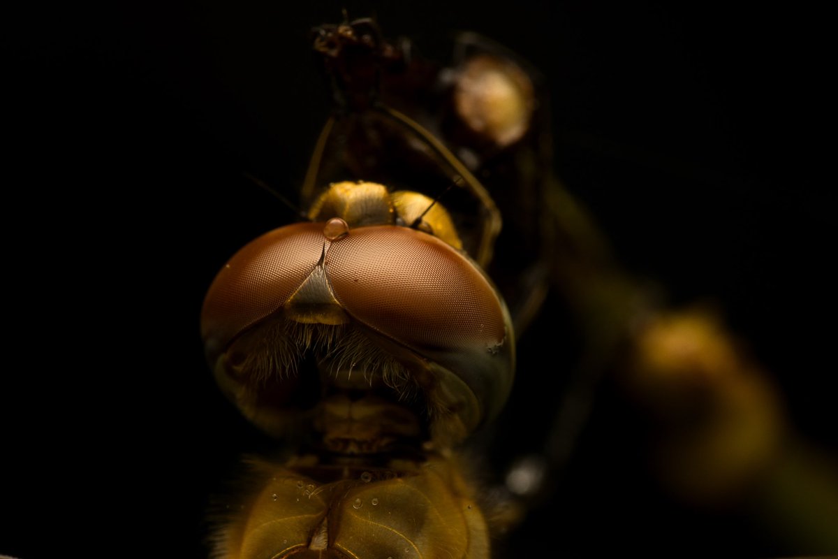 1frameman's tweet photo. Close up of a dragonfly with a droplet between its eyes
Clicked on canon 90D +canon 100mm macro
#dragonfly #Nature #wildlife #macrophotography #capturedoncanon #photographylovers @zis_photography @zis_photography @NatGeoPhotos https://t.co/W7Ro4aaZ4r