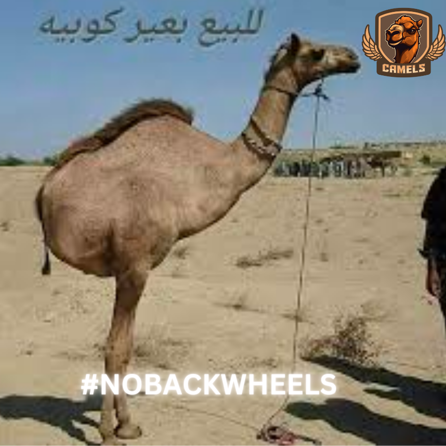 Camels_gg's tweet photo. None for our lambos &amp; none for our camels. 

$CAMELS 🐫🏁

#nobackwheels https://t.co/Kq1iXNMvTF