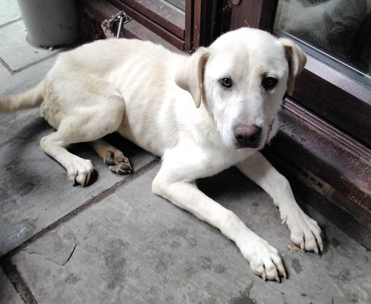 Please retweet to HELP FIND THE OWNER OF THIS STRAY DOG FOUND #IVER #BUCKINGHAMSHIRE #UK 

Female #Labrador Cross, young adult, underweight. Chip not registered. 
Now in a council pound, she could be missing from another region. 
Please share widely🌟
👇
 lostdogsuk.co.uk/lost-dogs/