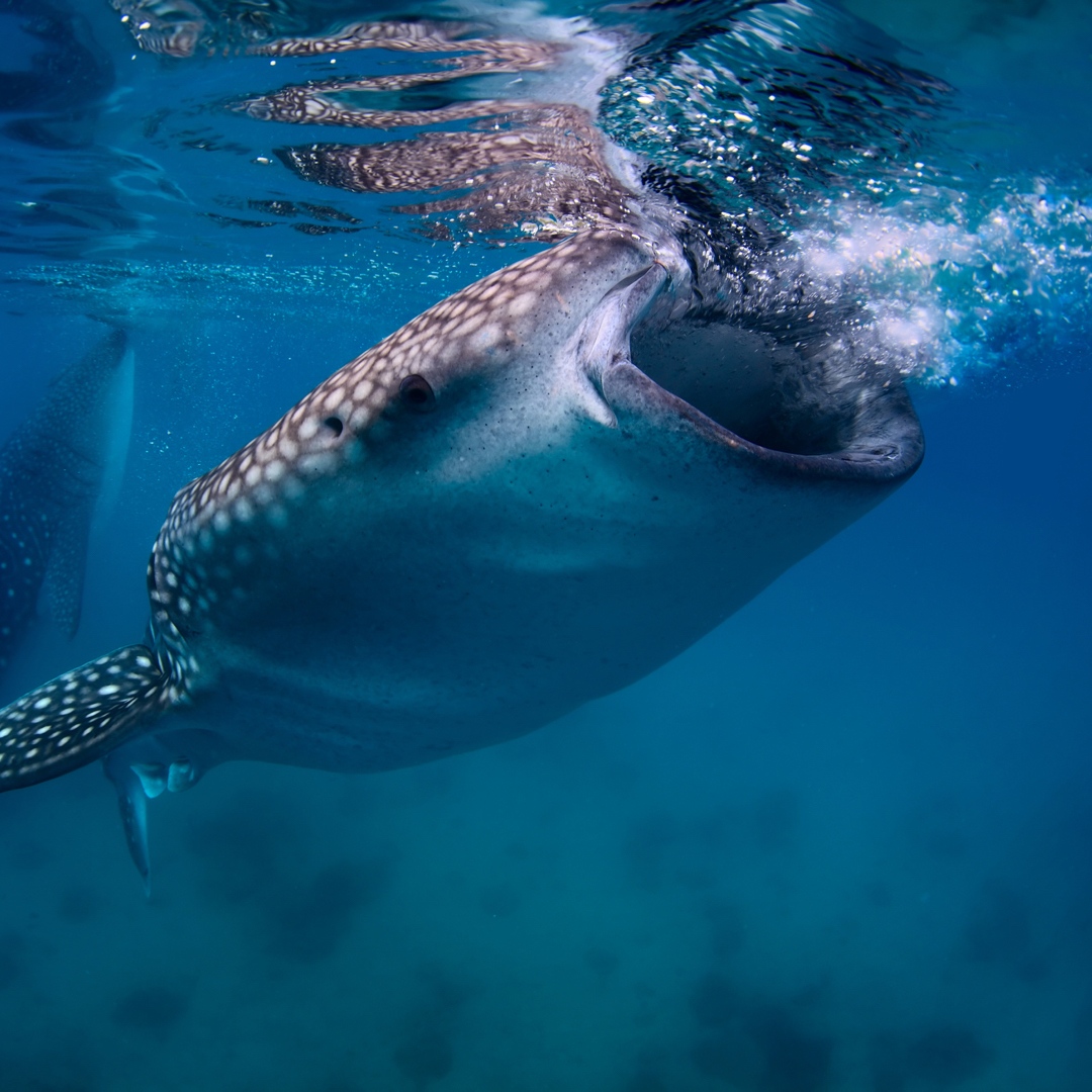 Sharks4Kids's tweet photo. Whale sharks are named for their size and
because they are filter feeders like baleen whales!
📸: unknown
#whalesharks #sharks #largestshark #gentlegaint #sharkfacts #sharkeducation https://t.co/BC7sexV6JU