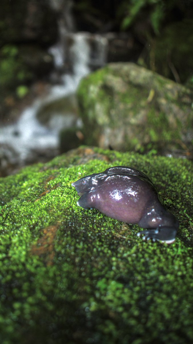 Nasikabatrachus 
#purplefrog #livingfossil #amphibian #westernghats