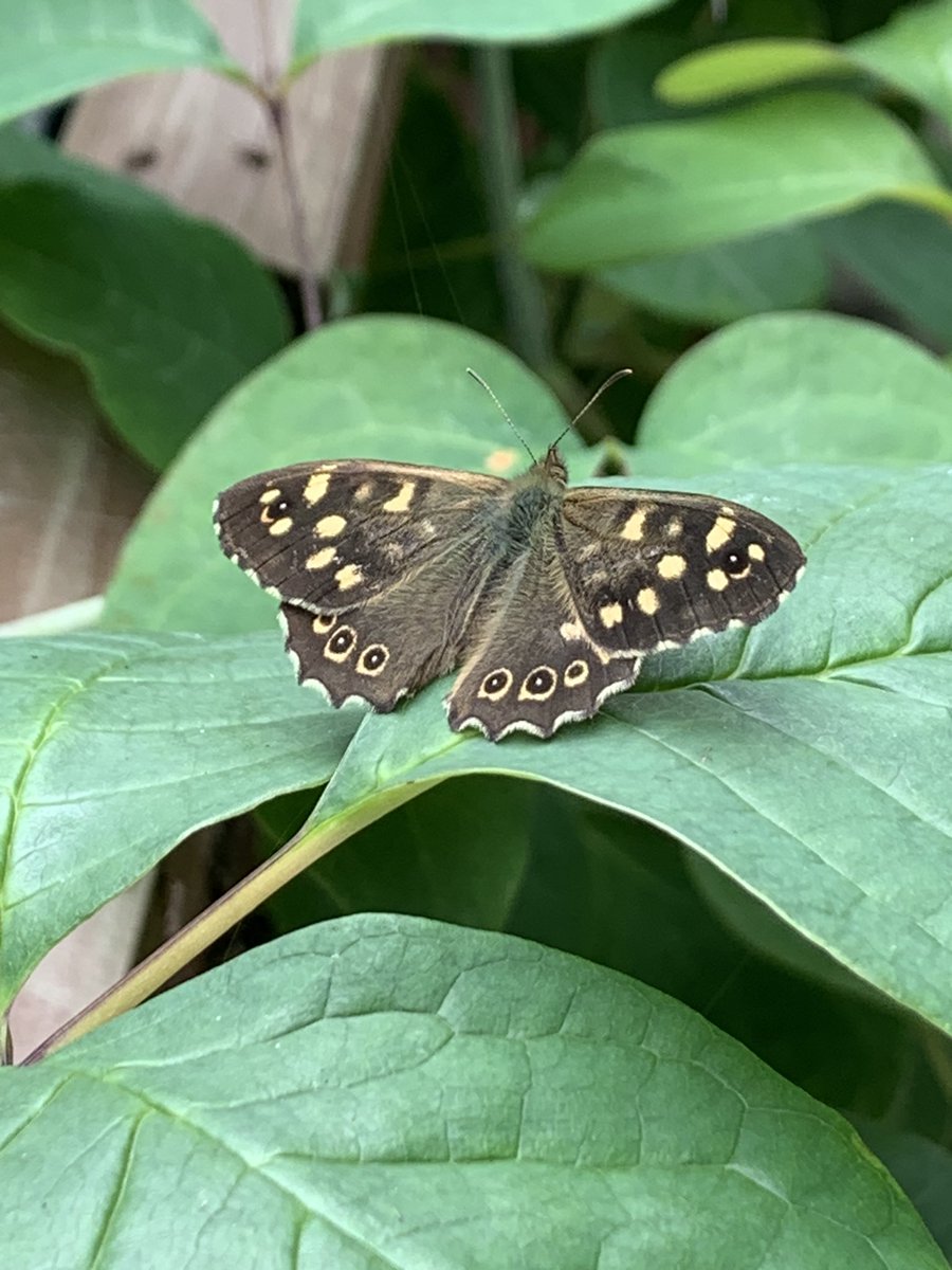 Enjoyed seeing a Speckled Wood, Parage aegeria, outside my @TheBotanics office in Edinburgh. Not seen one here before, but perhaps I need to get out more @savebutterflies