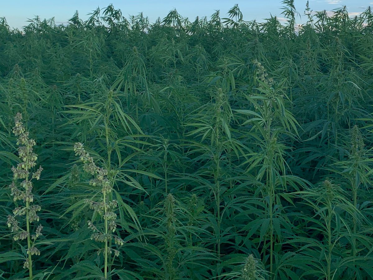 Can hemp be the greener aquafeed alternative to fish meal and soy? bit.ly/45a5rS3
<a href="/SeafoodFund/">UK Seafood Innovation Fund</a> <a href="/IoAStirling/">Institute of Aquaculture</a> <a href="/rareearthglobal/">Rare Earth Global</a> <a href="/MowiScotlandLtd/">Mowi Scotland Limited</a> <a href="/ScotlandSalmon/">Salmon Scotland</a> #aquaculture #salmon