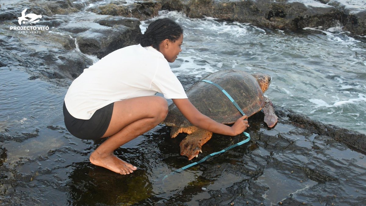 projecto_vito's tweet photo. Sea Turtle Program - Rombo Islets Integral Natural Reserve - Cima Islet

The data recorded are: 211 nests and 993 tracks, 13 females have already been tagged and we counted in total 16 recaptures, 1 rescue and 11 nests are being studied. 
#integralnaturalreserve #romboislets https://t.co/NVEV2RTx12