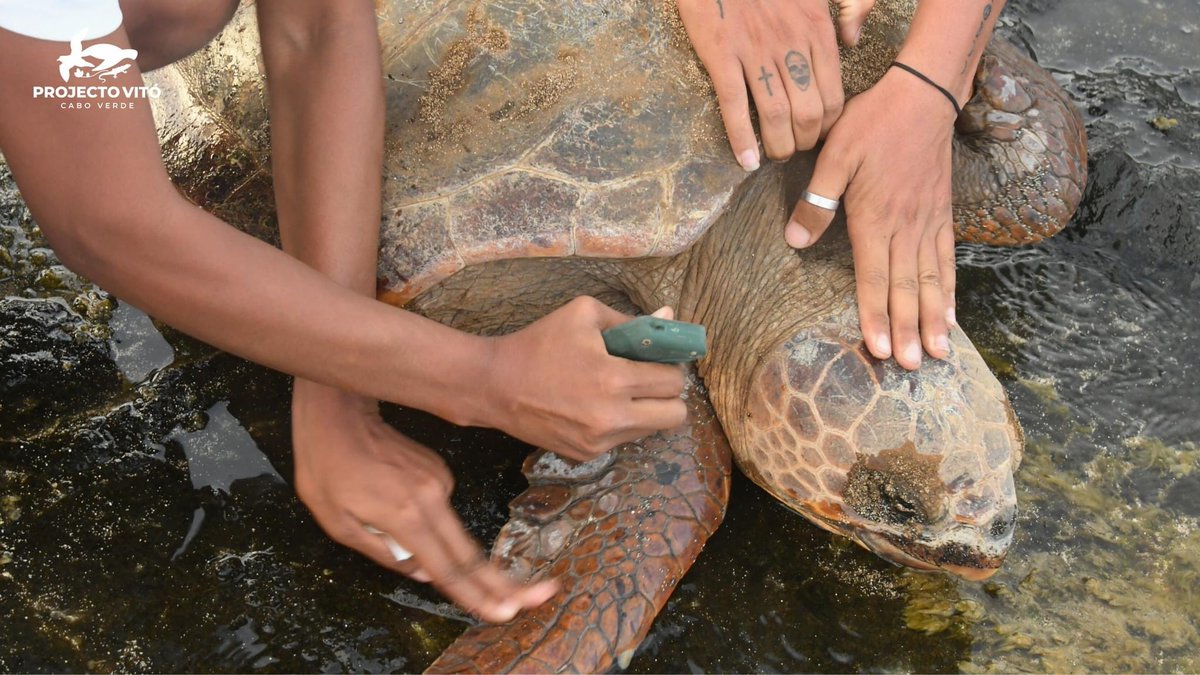 projecto_vito's tweet photo. Sea Turtle Program - Rombo Islets Integral Natural Reserve - Cima Islet

The data recorded are: 211 nests and 993 tracks, 13 females have already been tagged and we counted in total 16 recaptures, 1 rescue and 11 nests are being studied. 
#integralnaturalreserve #romboislets https://t.co/NVEV2RTx12