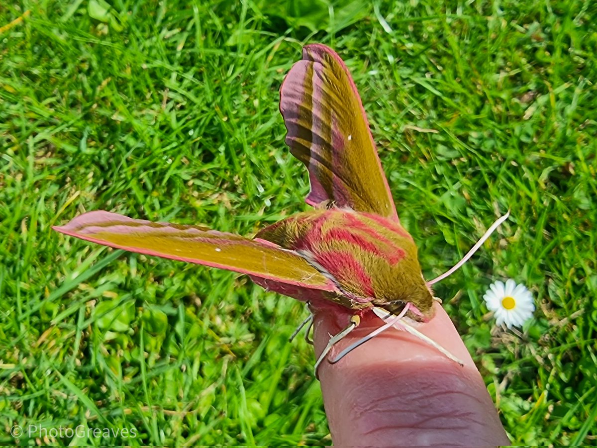 Ella_Mentry_ tweet media