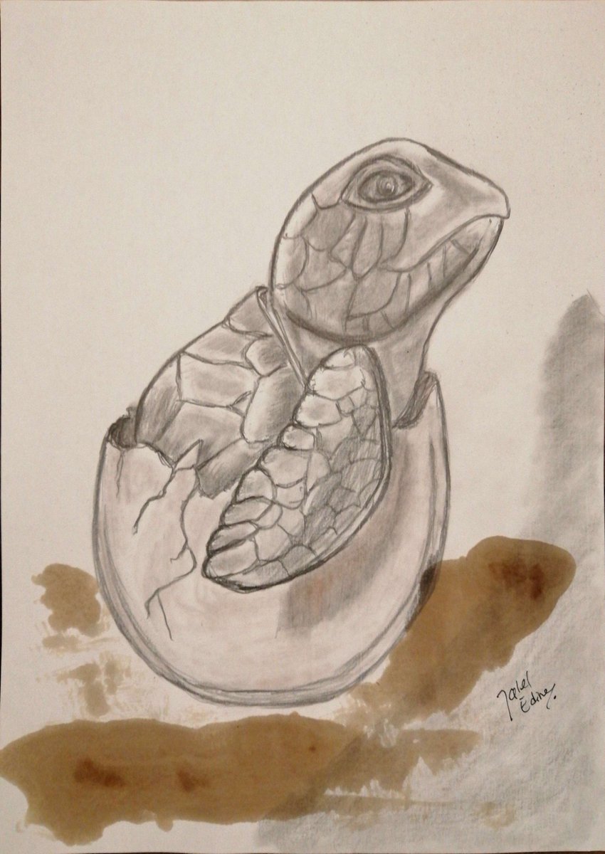 jaleledineart's tweet photo. "Endangered babies sea turtles" Artwork by JalelEdine Art.
#art #dailyart #artwork #jaleledineart #seaturtle #endangeredspecies #summervibes2023 #summertime #protectturtles https://t.co/K4gJpzwNbb