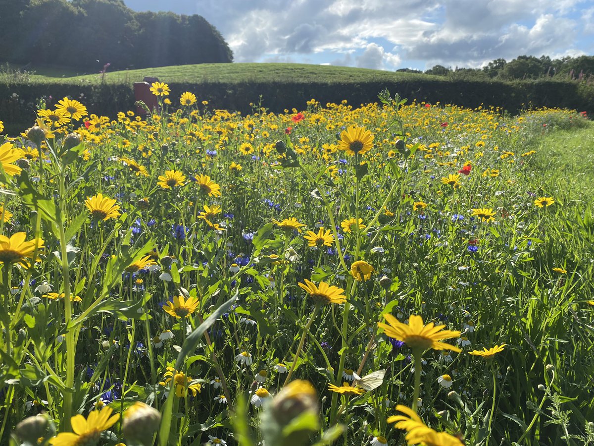Corsock & Kirkpatrick Durham Community Council (@corsockkpd) on Twitter photo Wildflower areas around Corsock planted by <a href="/UpperUrrET/">Upper Urr Environmental Trust</a> and local kids are now in full bloom and hotching with insects. Funded by <a href="/InspiringSland/">Inspiring Scotland</a> <a href="/GallowayNews/">Galloway News</a> <a href="/PlantlifeScot/">Plantlife Scotland</a> #Galloway <a href="/DNG_24/">DNG24</a> Wildflower areas around Corsock planted by <a href="/UpperUrrET/">Upper Urr Environmental Trust</a> and local kids are now in full bloom and hotching with insects. Funded by <a href="/InspiringSland/">Inspiring Scotland</a> <a href="/GallowayNews/">Galloway News</a> <a href="/PlantlifeScot/">Plantlife Scotland</a> #Galloway <a href="/DNG_24/">DNG24</a>