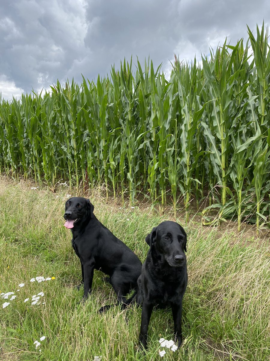 The girls love a crop walk at this time of the year 🌽
#maize #biogas #dairy #pistenbully #farm24