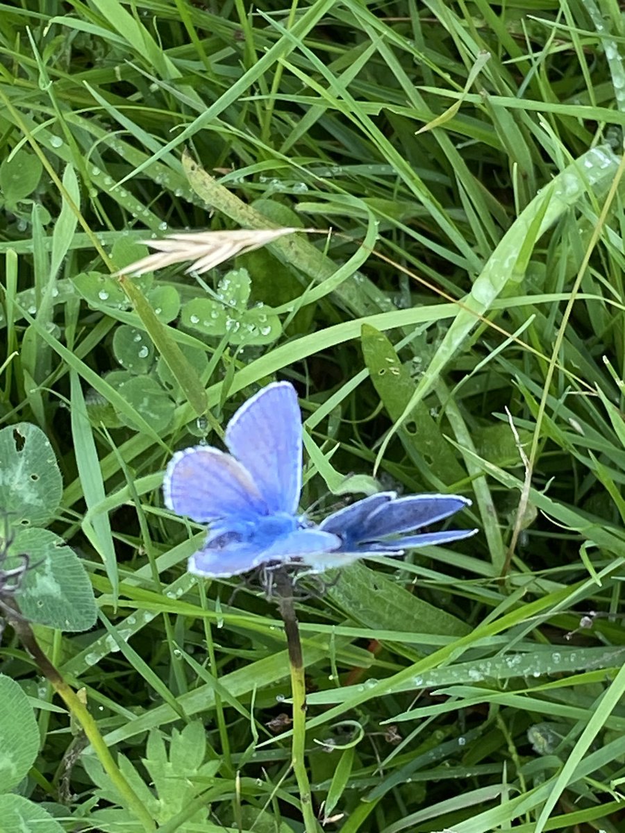 Walking the GS6 species rich grassland today. Love seeing the knapweed and the amount of butterflies it attracts #Farm24