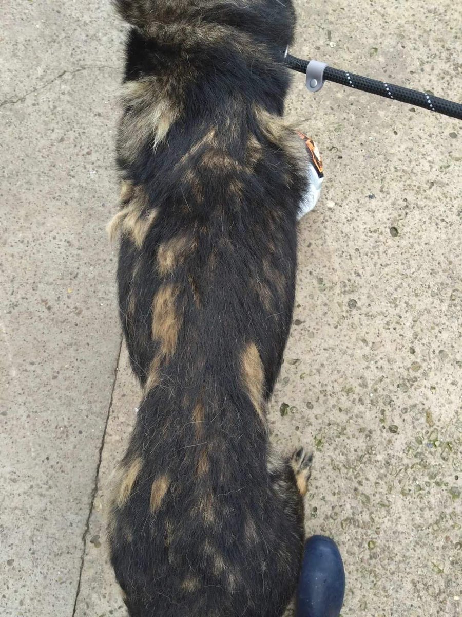 gsrescueelite's tweet photo. Look at this poor boy who arrived from the pound π’ Trevor is 3yrs old, painfully thin, neglected and only has 3 legs, but despite this neglect, he is such a sweet and happy boy, now at our #Notts kennels for some TLC, we really don't deserve dogs π’
#GermanShepherd https://t.co/BBu0pcquqc