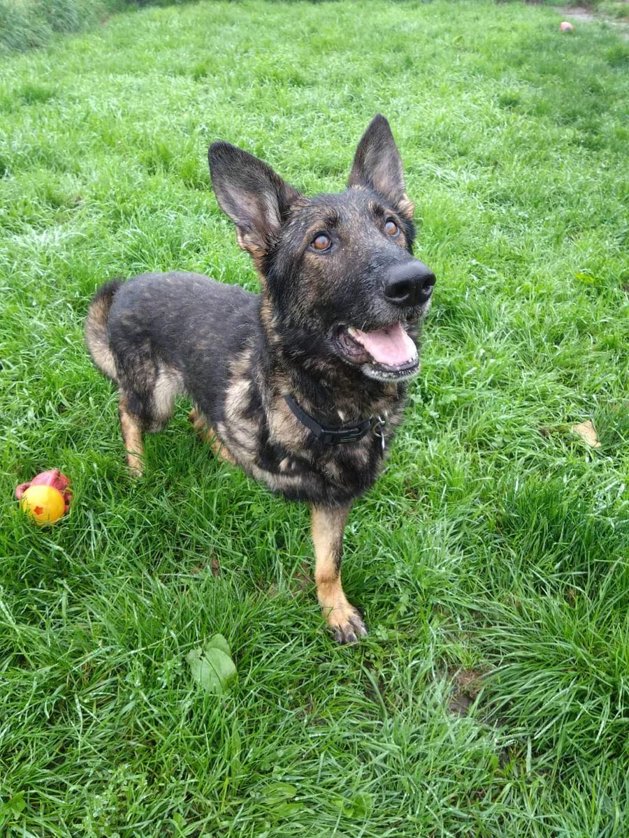 gsrescueelite's tweet photo. Look at this poor boy who arrived from the pound π’ Trevor is 3yrs old, painfully thin, neglected and only has 3 legs, but despite this neglect, he is such a sweet and happy boy, now at our #Notts kennels for some TLC, we really don't deserve dogs π’
#GermanShepherd https://t.co/BBu0pcquqc