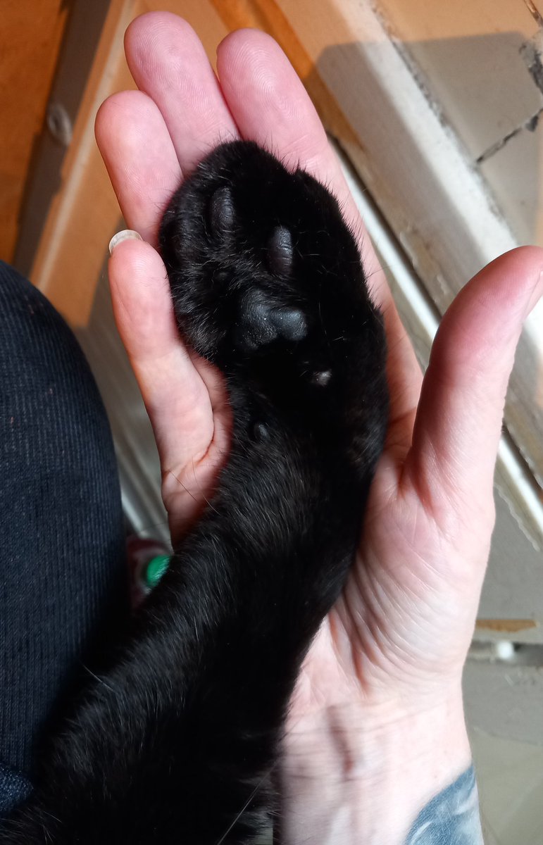 Die schönste Tatze gehört natürlich  meinem Ragnar!
#catcontent
#BlackCat