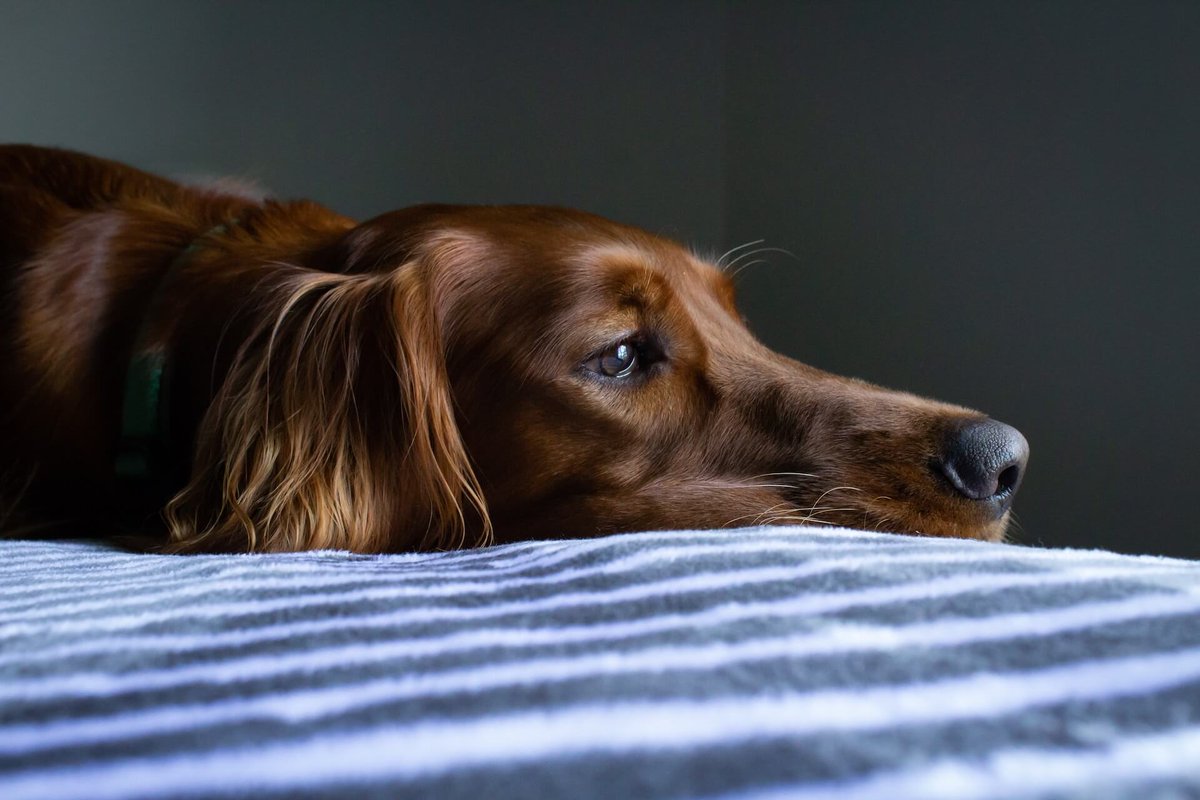 🐾 Unraveling the Canine Mystery: Do dogs experience headaches like us? 🤔🐶 Let's dive into this intriguing topic and discover the secrets of our furry friends' health! 🧠🐕  idoggycare.com/do-dogs-get-he… 
#DogHealth #CanineMystery #HeadachesInDogs