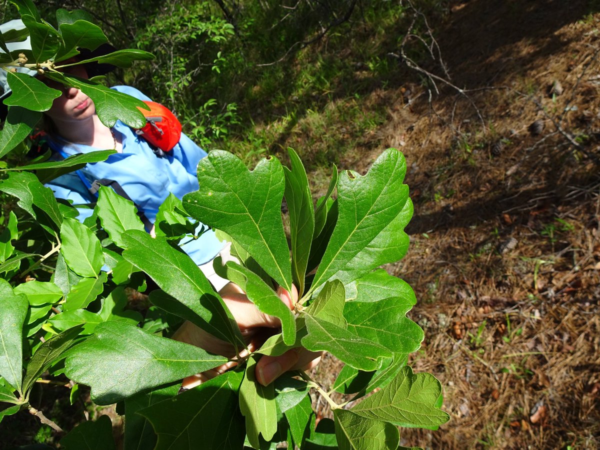 Reminiscing about field work and being able to work with such a special oak species, 6 years ago!