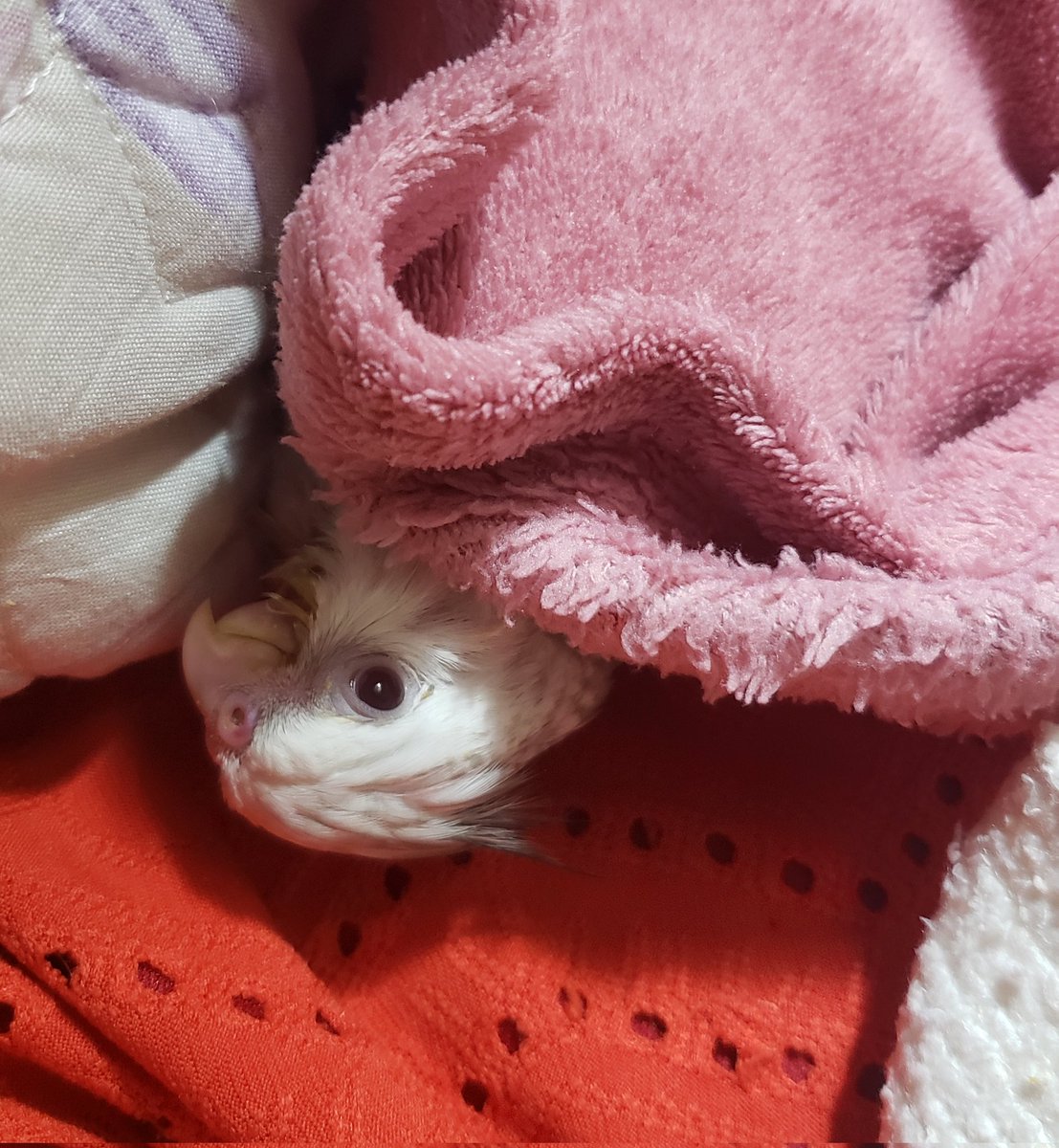 gracepoulain's tweet photo. Enquanto uns trabalham e estudam, outros aproveitam a vida boa de não precisar pagar boletos, né dona Guta? 🤣
#calopsita #psitas #cockatiel #calopsitas https://t.co/5rqlFDOEEK