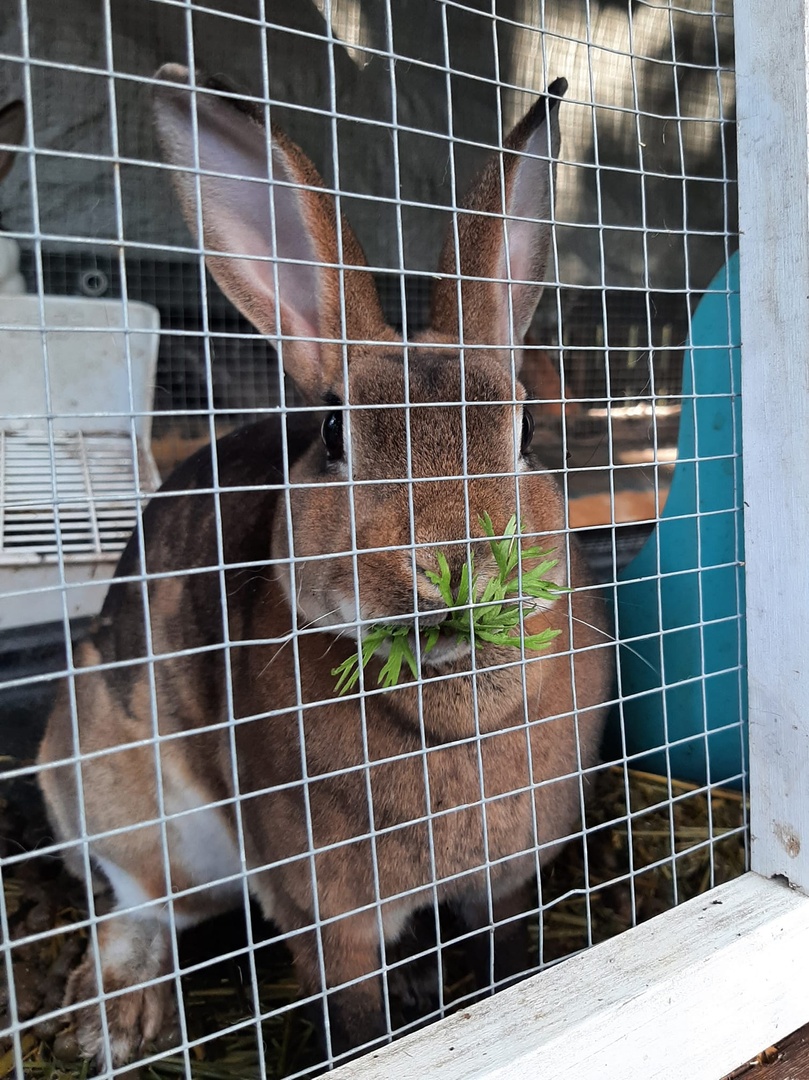 Amy Rice, one of our #GrowThisWV participants, gave her pet rabbit a tasty treat while she was thinning her carrots. 🥕🐰

#Vegetables #gardening #nutrition #vegetables #harvest #gardenhack #gardening101