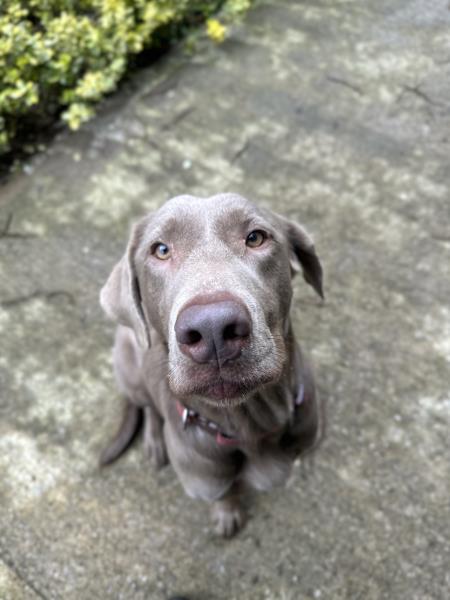 Please retweet to help Winter find a home #NOTTINGHAMSHIRE #UK 

Lovely Labrador aged 3. With no history known, she is looking for and experienced adult home as the only pet that can go on with training. 

DETAILS or APPLY👇
jerrygreendogs.org.uk/adopt-a-dog
#dogs #Labrador