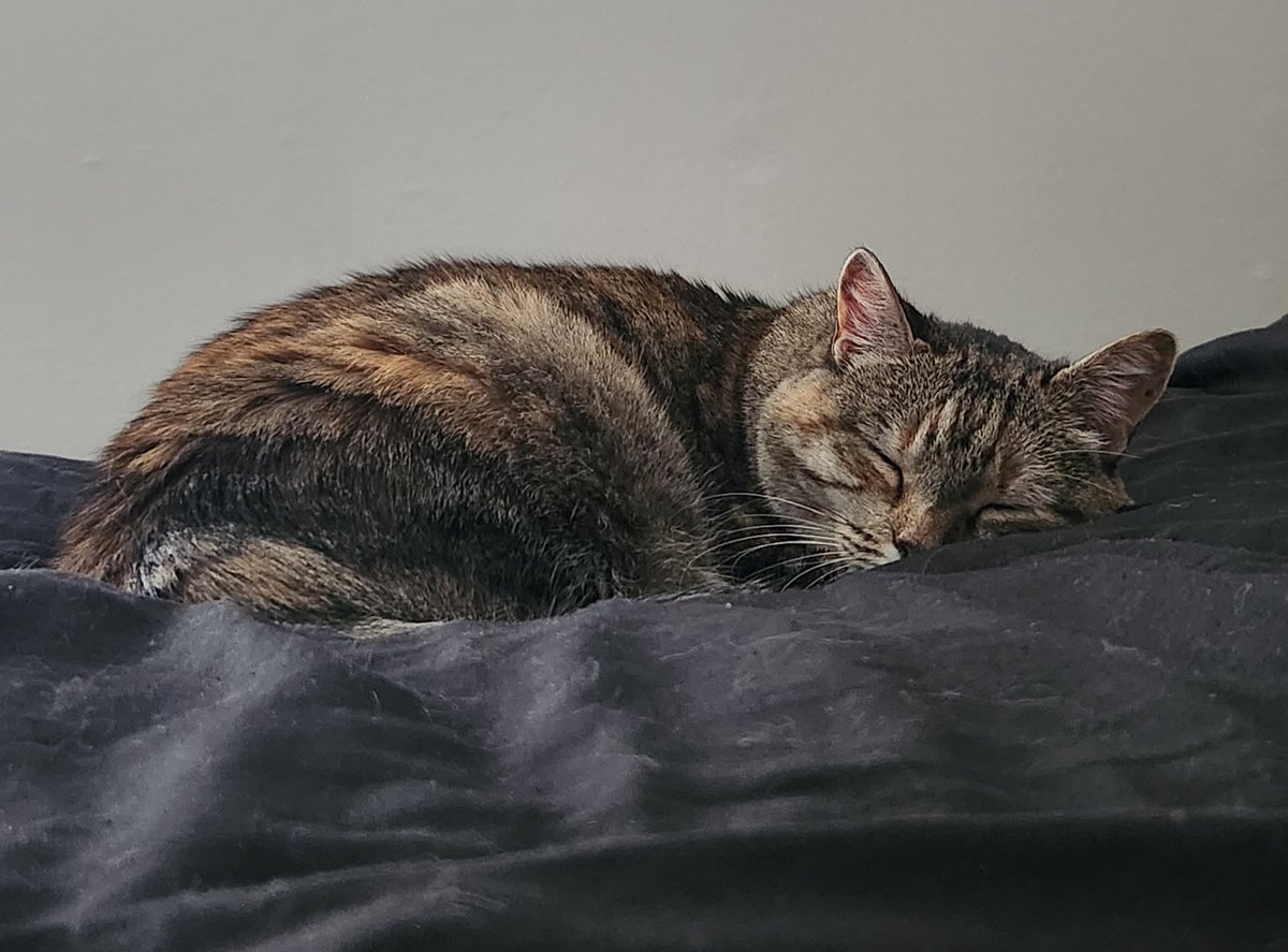 HypestPrincess's tweet photo. 💤💤 💤 https://t.co/BxzWt8CgOj