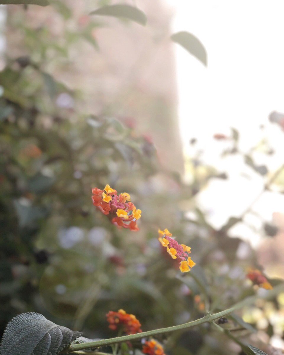 ALL GARDENING ADVICE IS LOCAL. 

I just read an article where a pro gardener declared some plants to be totally a bad idea because they were "invasive".
I know and love one of the plants mentioned and was surprised by the assertion 

(what! how did I not know it was invasive???).