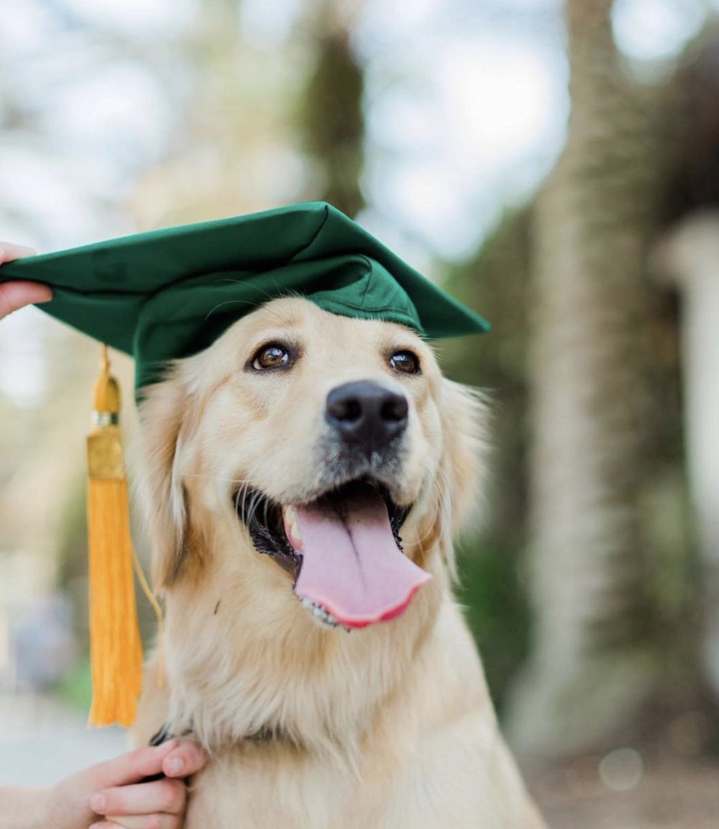 USouthFlorida's tweet photo. Who's joining this pup for graduation this weekend?🎓🐾 https://t.co/rlKqx0FKwR