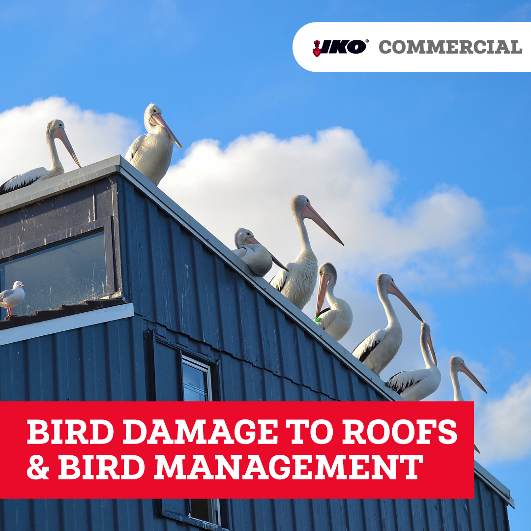 Bird watching may be a fun summer activity, as long are you don't spot them on your roof. They can cause serious damage, here's some methods to keep them from nesting up there: bit.ly/47afyIo