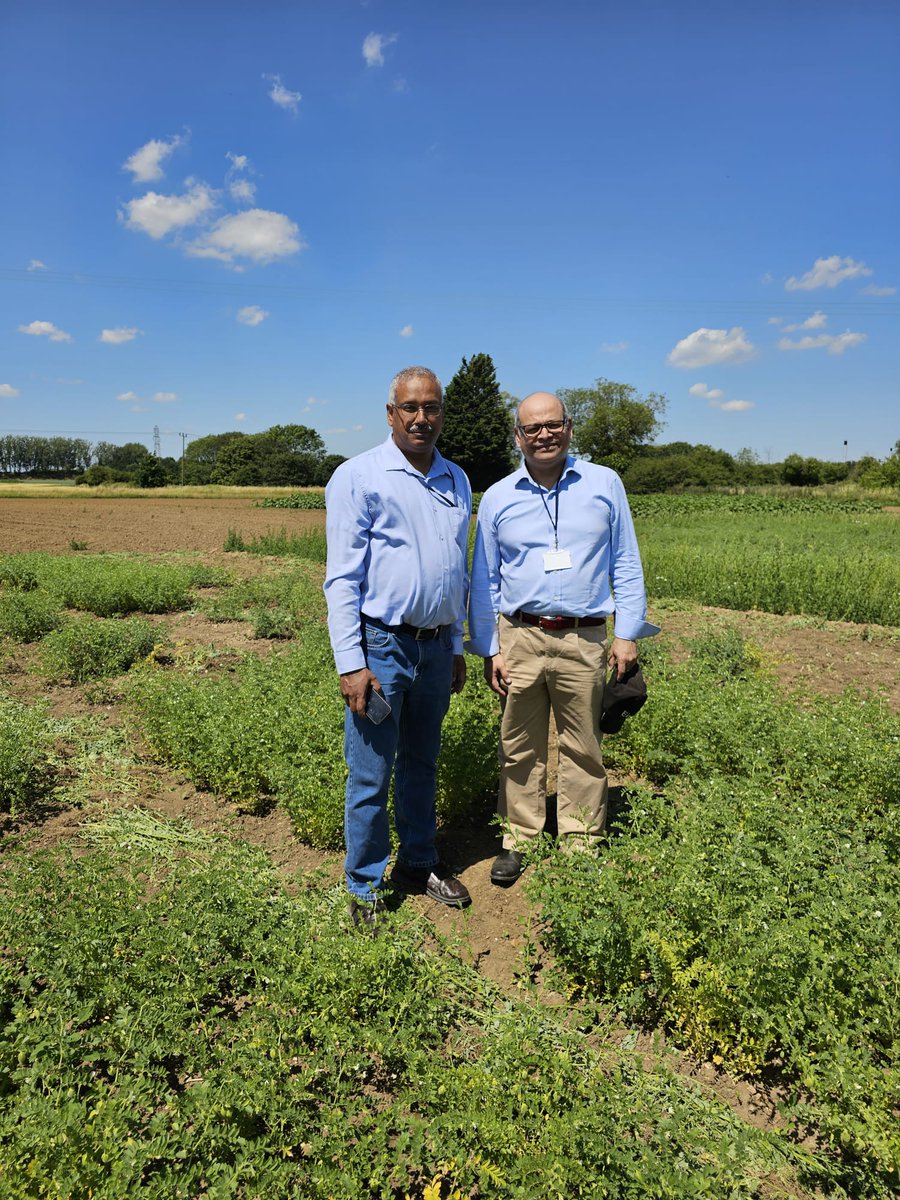 Here are #NIAB's Abhimanyu Sarkar and Manash Chatterjee from @viridianseeds evaluating their chickpea crop on our HQ trial grounds. Viridian Seeds are part of our @Barn4_NIAB agritech incubator, which helps start-ups succeed in agritech. #Farm24 @FarmersGuardian @Morrisons