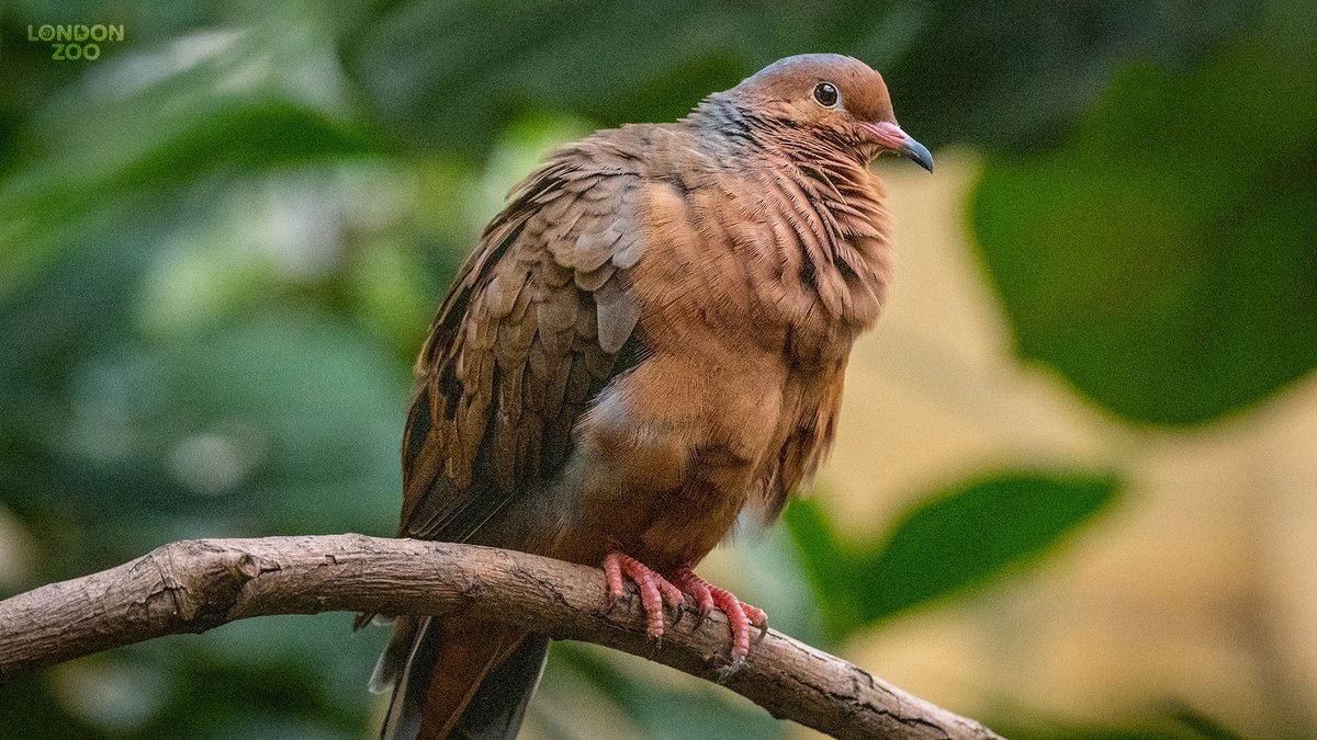 zsllondonzoo's tweet photo. Socorro doves are currently only found in human care. Once endemic to an island off the coast of Mexico, the species was wiped out when invasive species were introduced. We're now working with #ConservationZoos across the world to plan the eventual reintroduction of the species. https://t.co/SHC8YGILkZ