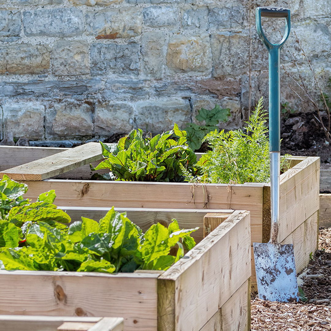 RJGarden's tweet photo. 🌸 RAISE A CHEER FOR RAISED BEDS 🌸

With the ever-increasing interest in growing your own veg at home, lots of people are turning over parts of their gardens to veg patches. Geoff Hodge (@Hodgerow) discusses how to grow with raised beds: https://t.co/ePw1COlzyK https://t.co/VGyleRVzTO