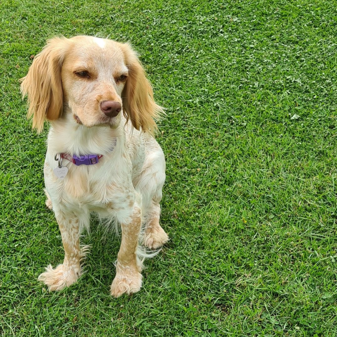 TurfSolvUk's tweet photo. There are no pet pee patches on my lawn! 🦮
Meet Luna, our Turfsolv® mascot and wonderful furry friend. 
Turfsolv® can help to repair bleached, burnt lawn patches lovingly left by our beloved furballs. 
#lawncare #gardening #lawnsolutions #petfriendly #greengrass https://t.co/eUbaLa2gPi