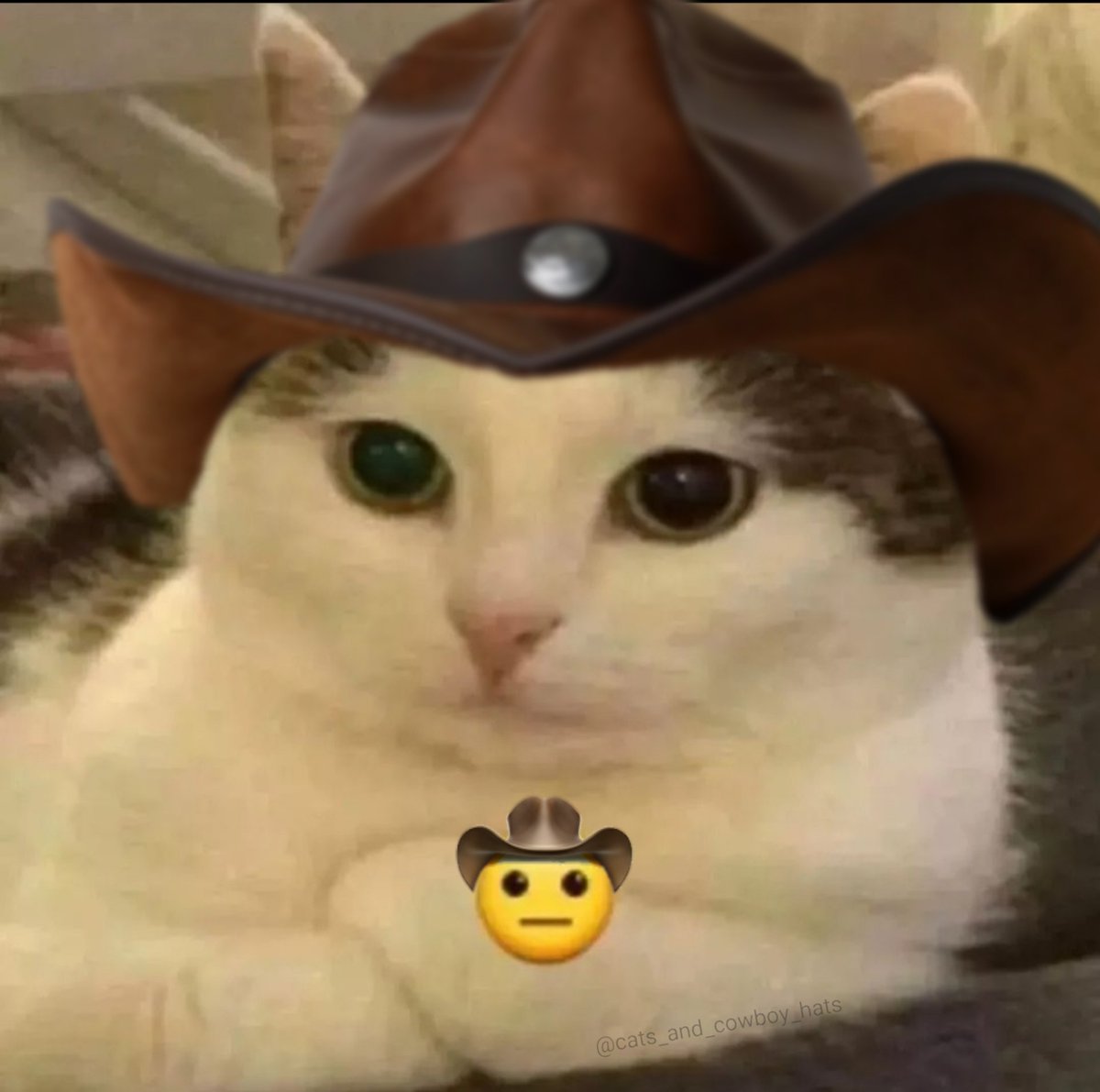 CowboyCats's tweet photo. https://t.co/X5nl5L7vOi