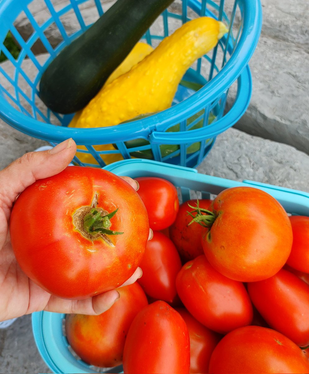 jmbcsammy's tweet photo. Hooray for harvest @BelieveUPE
25 pounds to #ProjectOutreach Thursday summer 2023 deliveries have reached 48 pounds. Planting more this week w/donations from #greenridgegardens hoping our produce can continue through harvest season! We๐to grow at UPE! @dolostone @liz_farrelly https://t.co/H8Bjxm6IOk