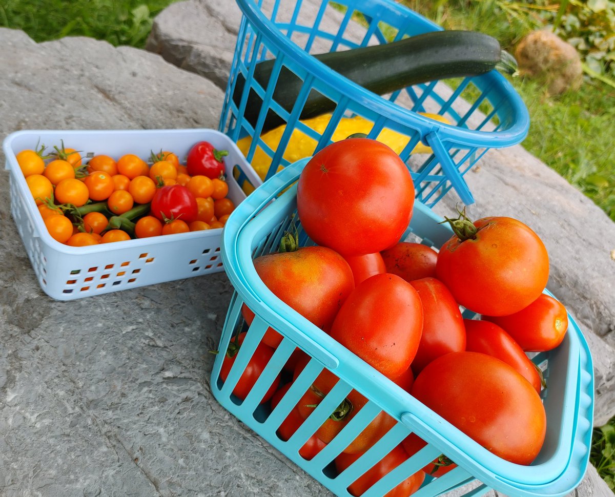 jmbcsammy's tweet photo. Hooray for harvest @BelieveUPE
25 pounds to #ProjectOutreach Thursday summer 2023 deliveries have reached 48 pounds. Planting more this week w/donations from #greenridgegardens hoping our produce can continue through harvest season! We๐to grow at UPE! @dolostone @liz_farrelly https://t.co/H8Bjxm6IOk