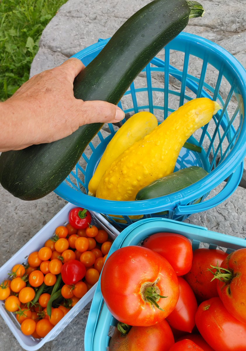 jmbcsammy's tweet photo. Hooray for harvest @BelieveUPE
25 pounds to #ProjectOutreach Thursday summer 2023 deliveries have reached 48 pounds. Planting more this week w/donations from #greenridgegardens hoping our produce can continue through harvest season! We๐to grow at UPE! @dolostone @liz_farrelly https://t.co/H8Bjxm6IOk