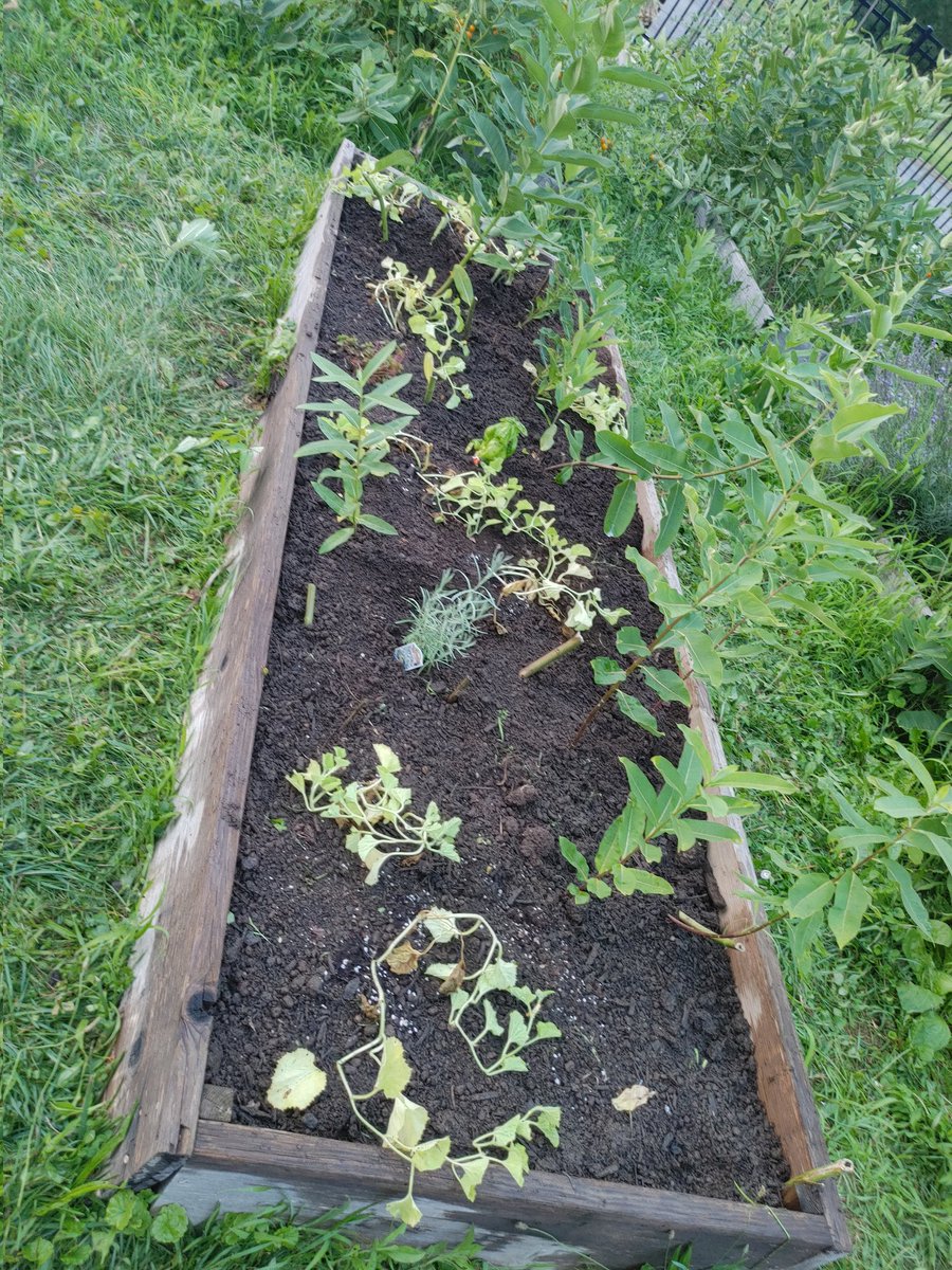 jmbcsammy's tweet photo. Hooray for harvest @BelieveUPE
25 pounds to #ProjectOutreach Thursday summer 2023 deliveries have reached 48 pounds. Planting more this week w/donations from #greenridgegardens hoping our produce can continue through harvest season! We๐to grow at UPE! @dolostone @liz_farrelly https://t.co/H8Bjxm6IOk