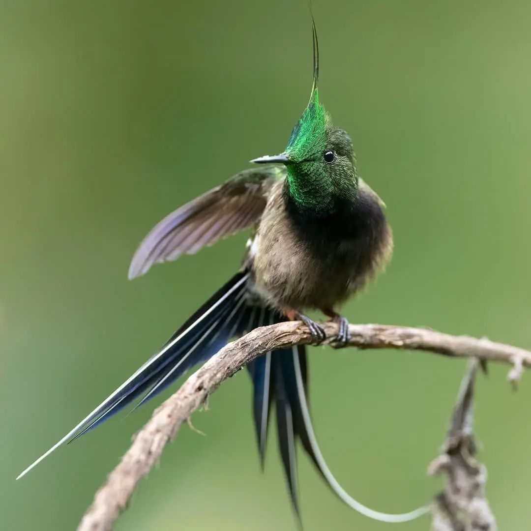 Qut hummingbird 🥰🥰